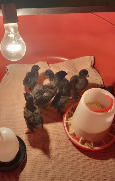 Xoruzlar: Xoruz, il: 1 -da lalafo.az — 9 Xoruzlar: Xoruz, il: 1 — 9