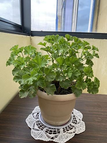 aloe vera gulu: Pelargonium (qolf yapraqlı ətirli muşmula/geranium) - Bitki tipi — 2
