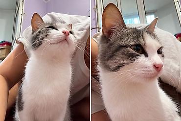 кошка г ош: Кошка даром: Беспородная, 5 месяцев, Девочка, Приучена к лотку, Проглистована, С прививками — 4