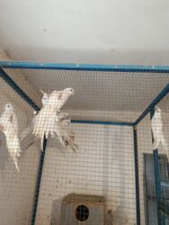 it ucun evlər: Hem erkek hemde disi– qəfəsdə saxlanılan qrup halında. - Şəkildə bir