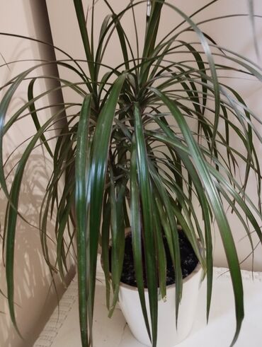 дом растение пальма: ДРАЦЕНА / пальма 65см без кашпо, а вместе 80см. цена 2000сом