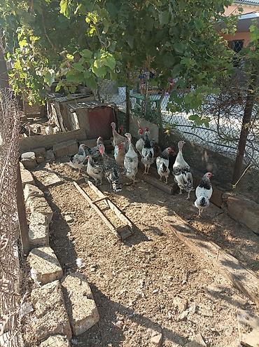 тап аз птицы: Satılır ana hindusqalar 5 dene bala hindusqalar 12 dene cuceler 2 — 2