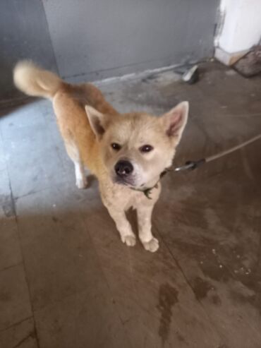 itler bala: Akita-inu, 2 il, Erkek, Ünvandan götürmə