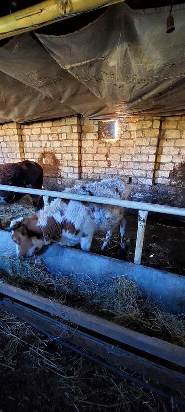 Dana, buzov: 4 erkey 1 dışı dana satiram.mallar Qusar rayonundadi.diri çekileri 210 — 2