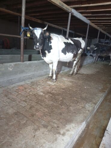 Коровы, быки: Продаю | Корова (самка) | Для молока | Привязанные at lalafo.kg — 8 Коровы, быки: Продаю | Корова (самка) | Для молока | Привязанные — 8