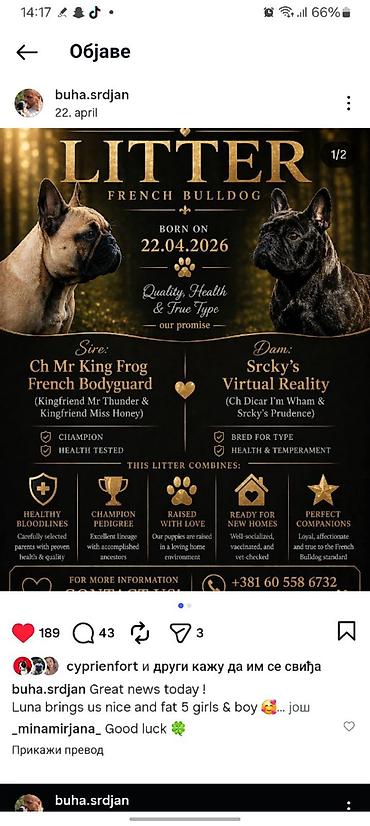 staford 3 meseca: French Buldog kennel Srcky's Fci 3759 oglasava vrhunsko leglo 3 zenke — 1