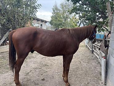 Продам с/х животных: Продаю | Жеребец | Конный спорт — 4