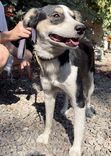 Отдам даром собаку: Собака даром: Дворняжка, 2 года, Самка, С прививкой — 9