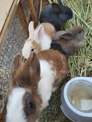 Зоотовары: Продаю кролика мать и крольчпт. Возраст 1 месяц, карликовые