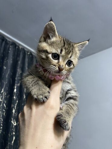 домашний кот: СРОЧНО отдаю котенка в добрые руки девочка примерное 2мес ласковая