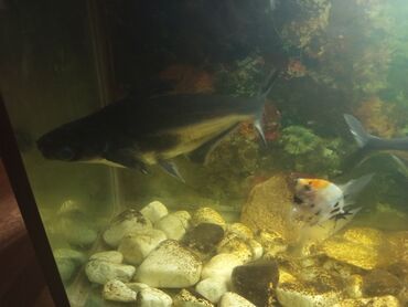 akvarium baliqi: Dördbucaq akvarium, Balıqlarla birlikdə, 50 l, Ünvandan götürmə, Ödənişli çatdırılma, Rayonlara çatdırılma