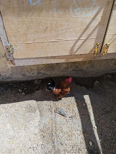 qus nömreleri: Xoruz, il: 2, Ödənişli çatdırılma — 9