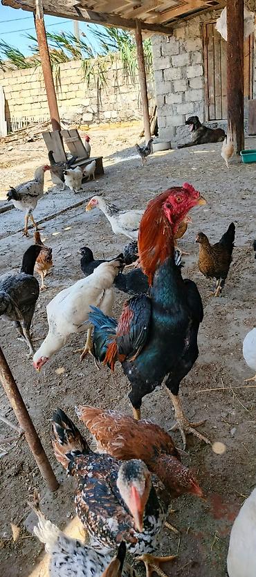 xoruz heyratı: 12 ayina kecib tam saglam aktib becedi .temiz qan temiz cins qapisine — 5