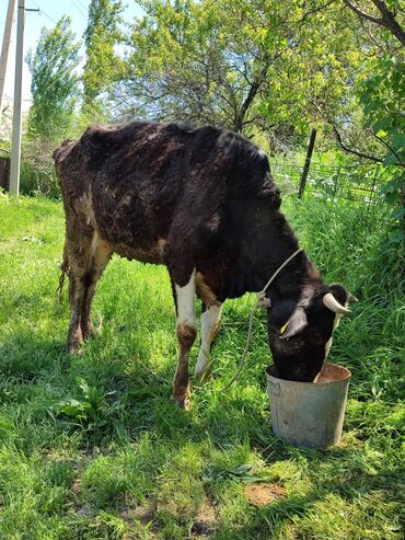 айрширская корова купить: Продаю | Корова (самка) | Голштин | На откорм | Не стельные