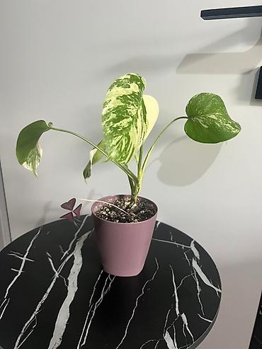 Монстеры: Монстера вариегатная (Monstera deliciosa variegata) — комнатное — 3