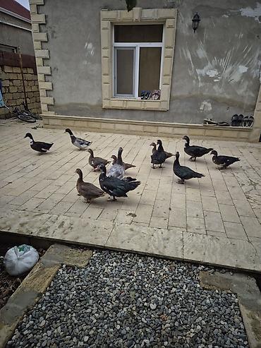 itler sekilleri: Salam 13 ordek 220 manat hinduskayla barter var — 1
