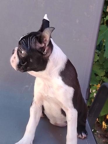 doberman cena: Štenad boston terijera, u ponudi dve ženke starosti 4 meseca. Idealni — 2