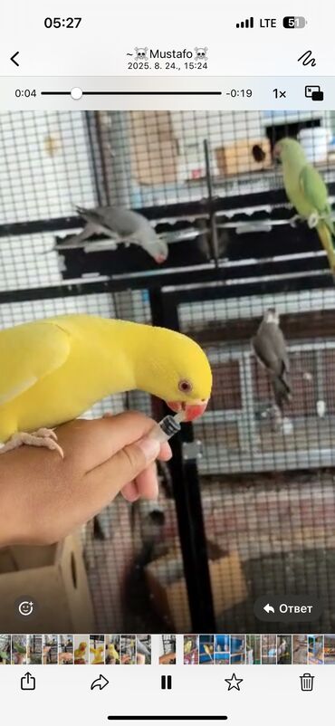 в связи с переездом отдам попугая жако в добрые руки: 🦜 Продаются ожереловые попугаи (зелёные, жёлтые и серые окрасы)