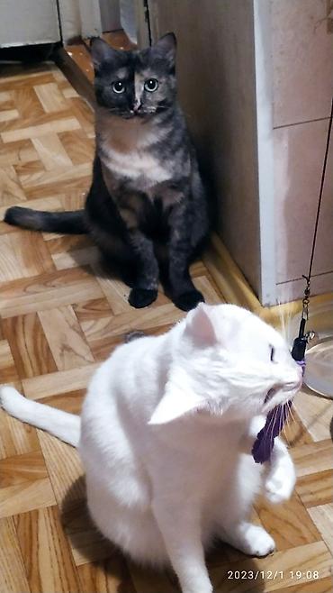 Продажа кошек: Красивые девочки . цветная и белая молодые кошки им скоро год.очень — 4