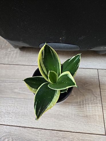 Филодендроны: Сциндапсусы,сансевиерии ва,алоказия,бегония макулата монстера — 13