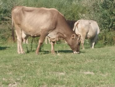 продажа домашних животных: Сатам | Уй (ургаачы) | Аргын