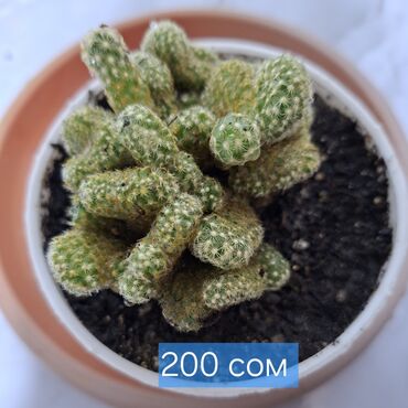 Кактусы: Продаю кактусы — 4