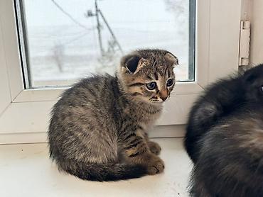 Продажа кошек: Котята 500с каждая . мама вислоухая. 2 месяца котятам. можно забрать с — 10