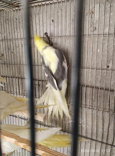 korella satışı: Watsapla elaqe Qiymetler 45-50-60 arasi hazir cutler qiymet birine — 4
