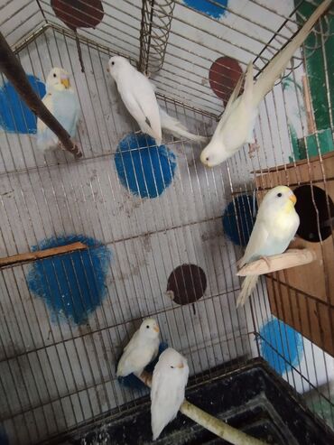 Tutuquşları: 13 ededdir aktiv balalardir deneyle 9 manat hamsini alana 8 manatdan — 11