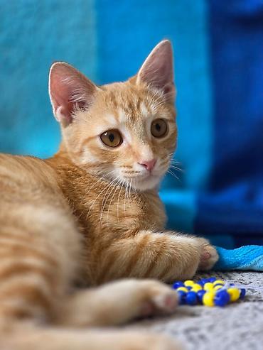 кошки мальчик: 5 месяцев, Мальчик, Приучена к лотку, Проглистована — 2