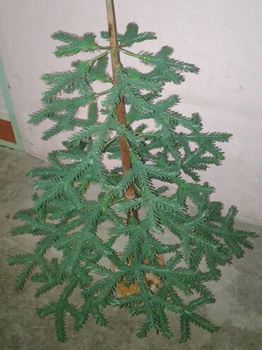 evkalipt ağacı satilir: Şam ağacı