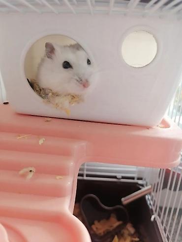 Qablaşdırılmış hamster üçün tam dəst qəfəs! hamstersiz! Unvan