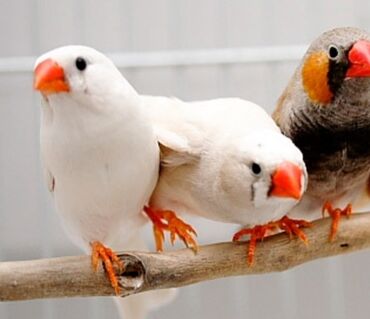 птицы попугаи: Продам зебровых амадинов, 4 птички, в большом вольере, размеры