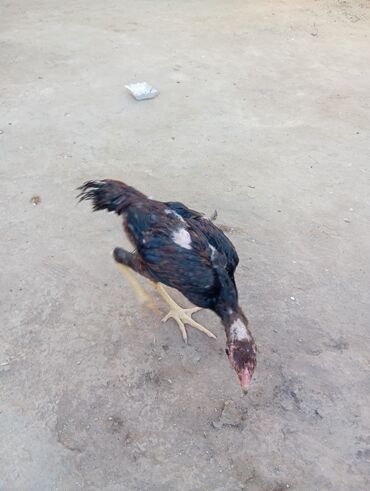 Xoruzlar: Xoruz, Heyratı, il: 1, Ödənişli çatdırılma — 16