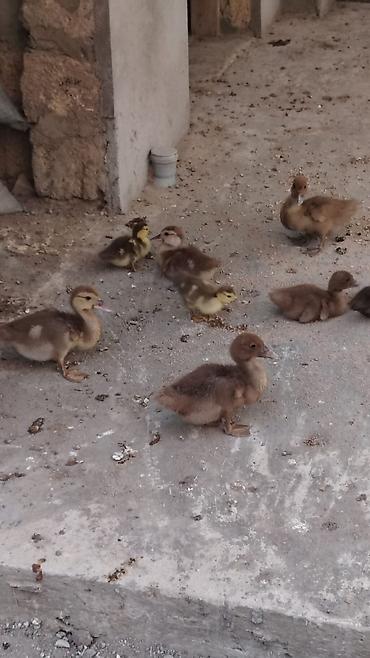 qara toyuq quşu: 🐔 Satılır – Yumurtayan Sağlam Kənd Toyuqları 🥚 Tam sağlam, aktiv və — 4