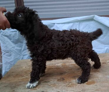 Psi: Prelepi štenci Lagoto Romanjolo dostupni za nove domove. Rođeni — 10