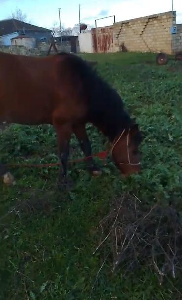 Atlar: Qəhvəyi rəngli at - Cins: yerli tip, qara yalı və quyruğu - Rəng — 11