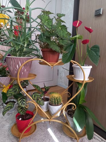 подставка под горшок для цветов: Этажерка для цветов, Новый, Железо, Самовывоз, Платная доставка