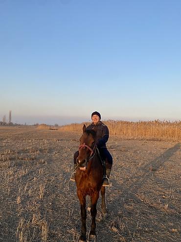 Другие животные: 4 асый . Рост 165 Казан улак жана жер улак бар. Ортонун аты Буттары — 8