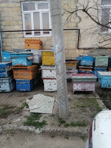 arı qutuları: Arı yeşikləri satılır Gəncə şəhərində qiyməti 40Azn bəzilərinə endirim
