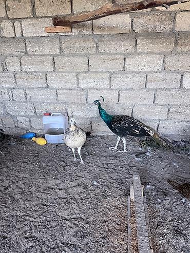 cütlük: Tam saglam qaraqanad tovuz qushlari cutu 380 man 15 ayliq — 1