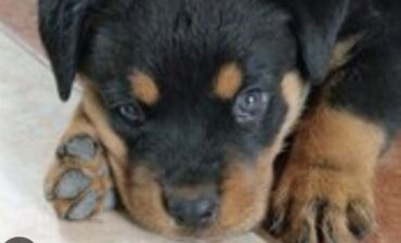 İtlər: Rotveyler — 7