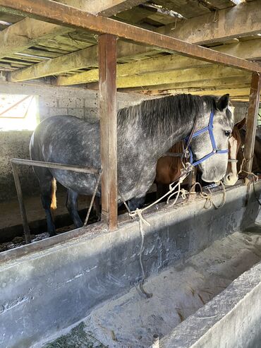 лошадь кыргызстан: Продаю | Кобыла (самка)