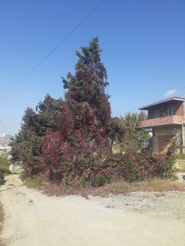 500 manat telefonlar: Biləcəri 2 otaqlı, 160 kv. m, Kredit yoxdur, Orta təmir