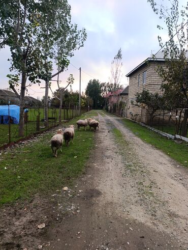 Gəmiricilər: 🌿 Lənkəranda böyüyən təmiz quzular 🐏 Satışa çıxarılıb 💚 Tək-təkdə — 2