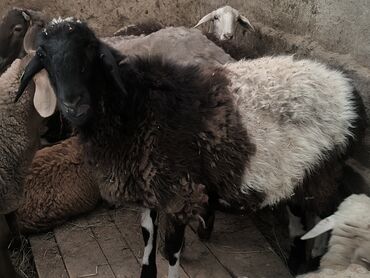 Бараны, овцы: Продаю | Овца (самка), Ягненок, Баран (самец) | Гиссарская, Полукровка, Меринос | На забой, Для разведения | Племенные, Кастрированные, Осеменитель — 6