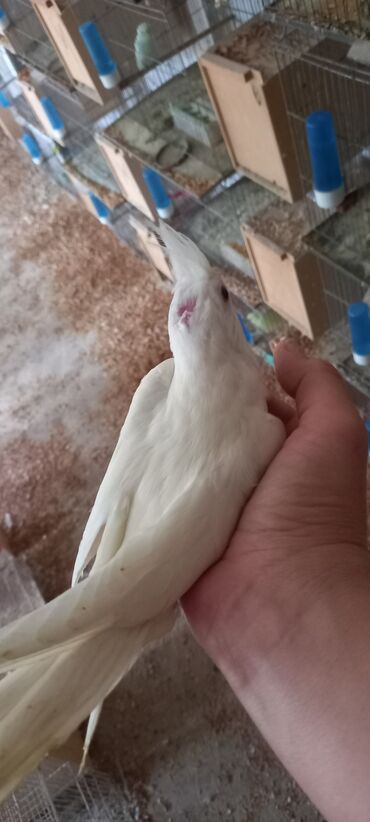 Tutuquşları: Salam ilk ozce yazini hamisini oxuyun sonra elaqe saxliyin hardasa bir — 10