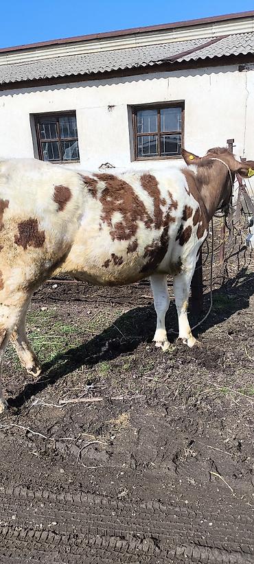 Коровы, быки: Продаю | Тёлка | Айрширская — 8