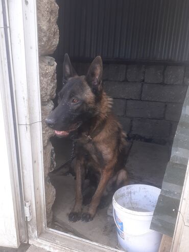 belçika afçarka: Belçika çoban iti, 1 ay, Erkek, Ünvandan götürmə
