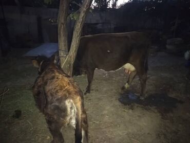 корма для сх животных: Продаю | Корова (самка) | Полукровка | Для молока | После отела